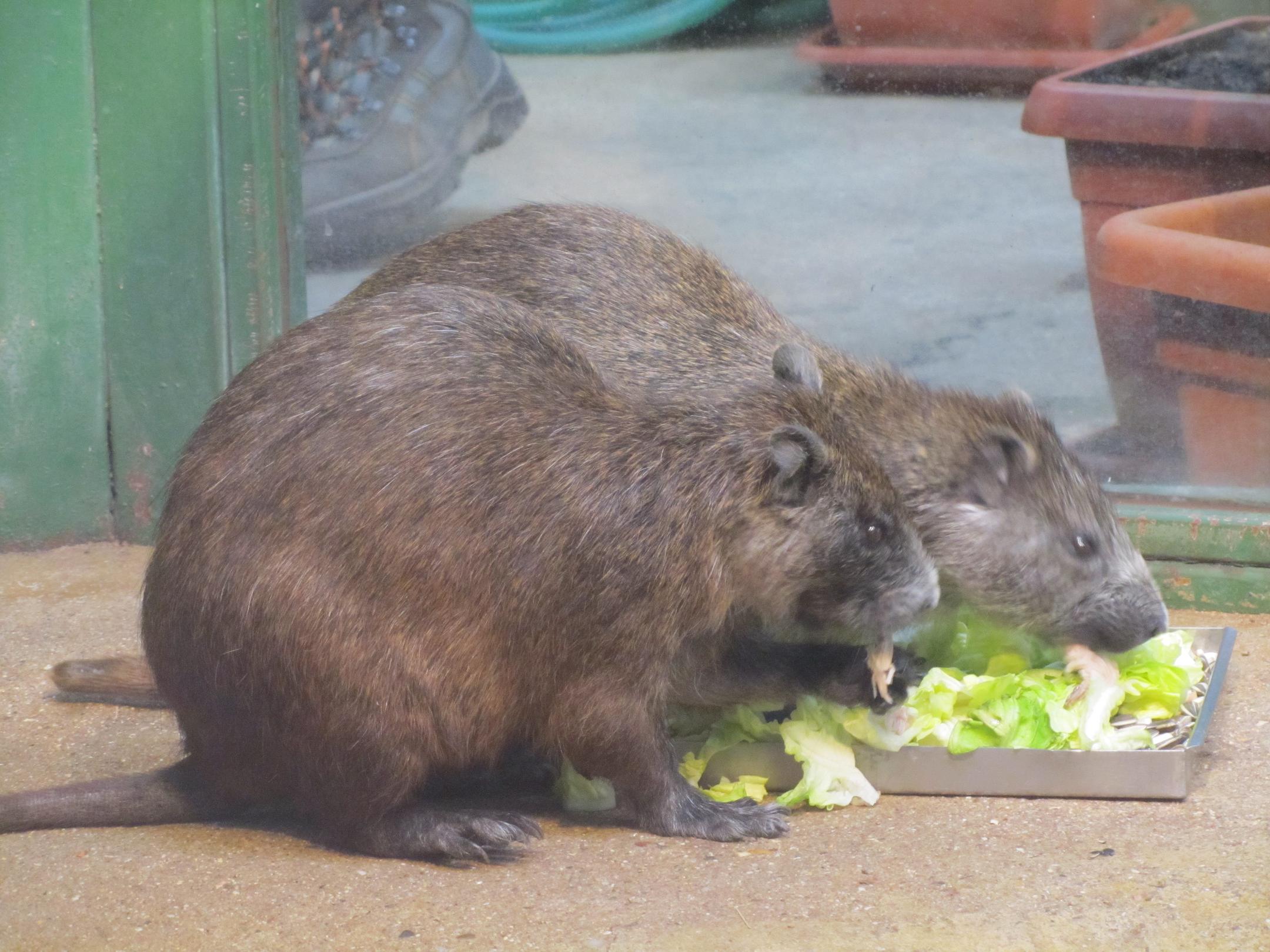 Hutia-Konga