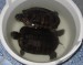 Želvy čekají na vyčištění bazénku :) 1